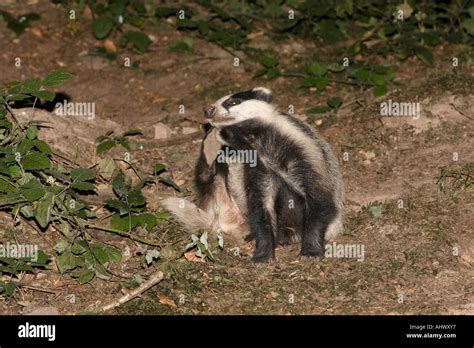 Badger Scratching Its Nose Stock Photo Alamy