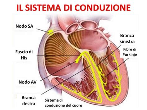 Anatomia Cardiaca