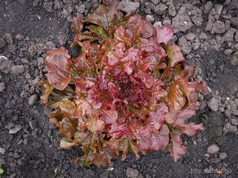 Ekebladsalat Red Salad Bowl Solhatt økologiske frø