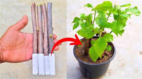 How To Grow Bougainvillea Fast How To Grow Bougainvillea From