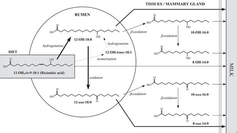 New Insights On The Metabolism Of Ricinoleic Acid In Ruminants