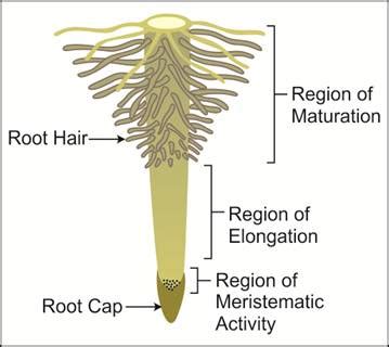 Root hairs are found | Biology Questions