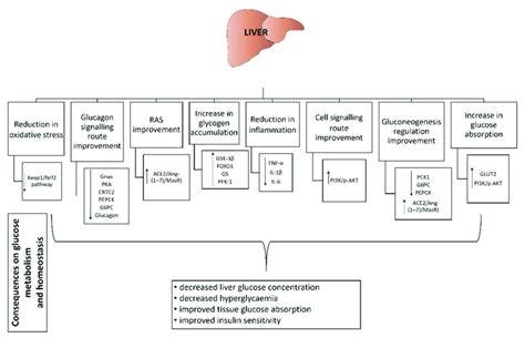 Effect Of Probiotics On Skeletal Muscles Gsk 3β Glycogen Synthase