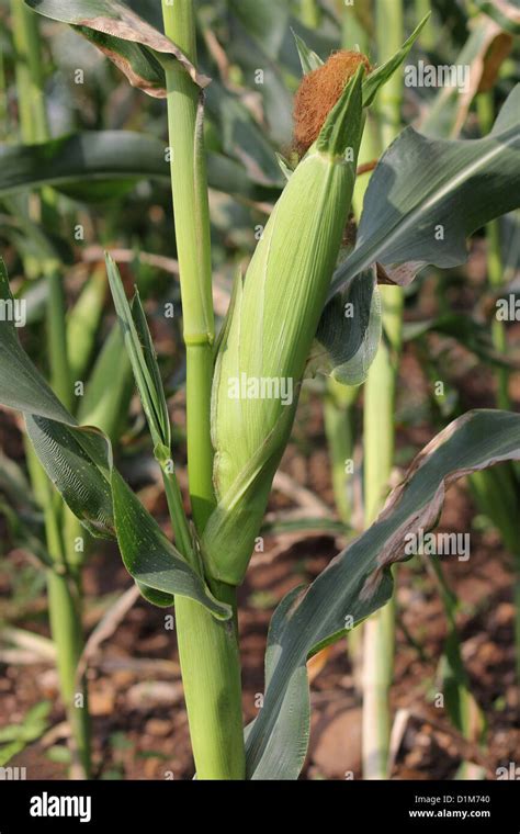 Maíz Dulce Zea Mays L Var Rugosa Planta Maharashtra India