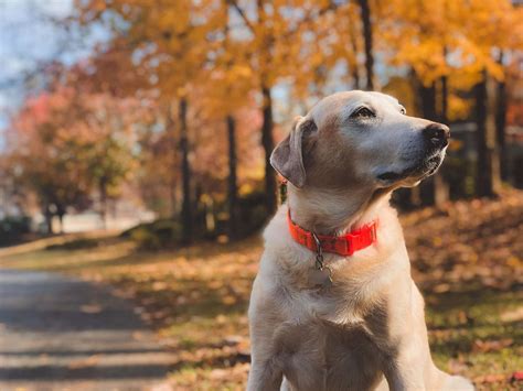 Collapsed Trachea in Dogs - Symptoms, Treatment, Relief, and More