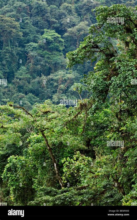 Cloud Forest Canopy Showing Moss Covered Branches With Bromeliads Bromeliaceae Tapanti