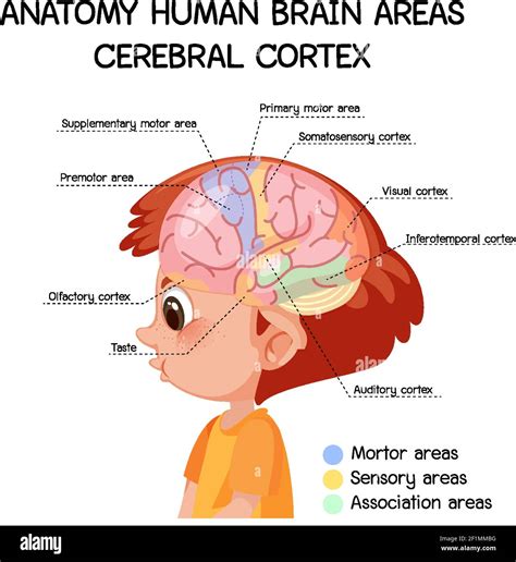 Anatomy human brain areas cerebral cortex with label illustration Stock ...