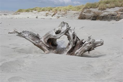 Driftwood Beach Sand Free Pictures Free Photos Free Image From