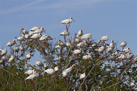 Priority Bird Profile White Ibis Audubon North Carolina