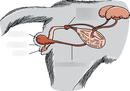 Male Feline Reproductive System Diagram Quizlet