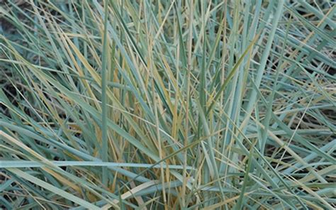 Blue Dune Lyme Grass 1 Gallon Ornamental Grass Perennial Perennial Grasses Gardener Direct