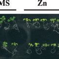 The Phenotype Of Wild Type And Zir1 Seedlings Under Excess Zn Or Excess