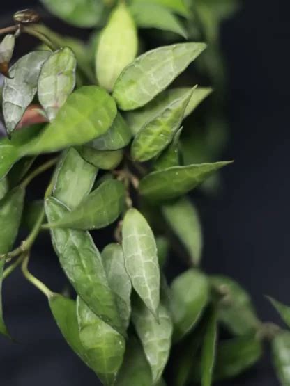 Hoya Lacunosa Big And Long Leaves Vastaleikattu Hoyafixation