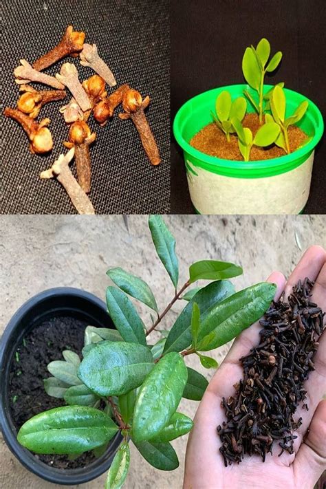 How To Grow Clove Plant At Home HerZindagi