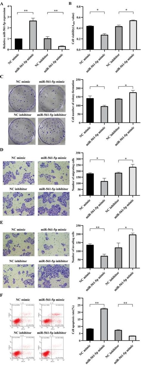 Microrna P Inhibits Cell Proliferation And Invasion By Targeting