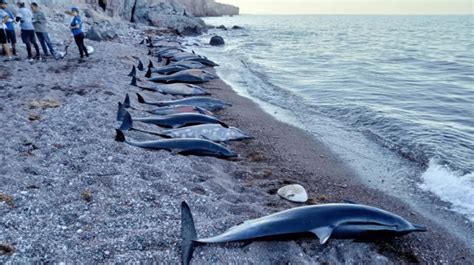 Profepa Investiga La Muerte De 33 Delfines Varados En Baja California