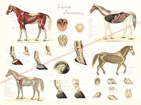 Horse Anatomy Poster – Body of Elements