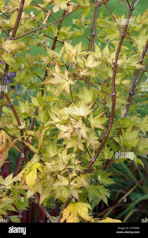 Acer Palmatum Summer Gold Japanese Maple Stock Photo Alamy