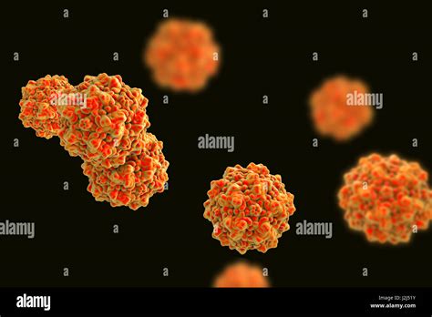 Parvovirus particles, computer illustration. Molecular model showing ...