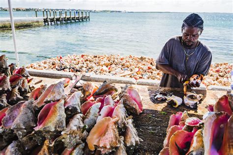 Bahamian Queen Conch Fishers Scientists Share Knowledge For A