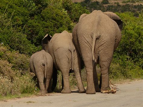 Foto Gratis Gajah Pachyderm Safari Afrika Selatan Pandangan