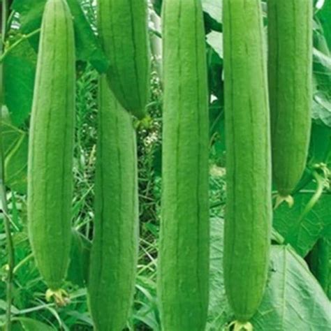 IPS048 - Sponge Gourd Seeds – Indian PlantsNSeeds