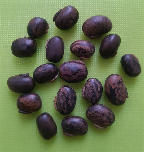 Mucuna Pruriens Seeds Velvet Bean Cowitch Raw Black Etsy