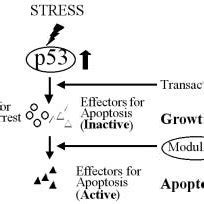 A Sequential Model For P Mediated Apoptosis Vs Growth Arrest