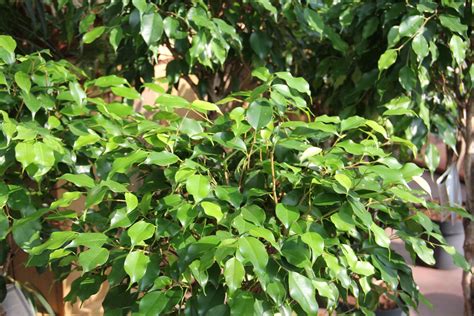 Ficus Mit Gelben Bl Ttern Zulauf Gartencenter