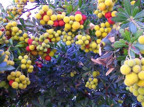 Plantfiles Pictures Arbutus Species Killarney Strawberry Tree