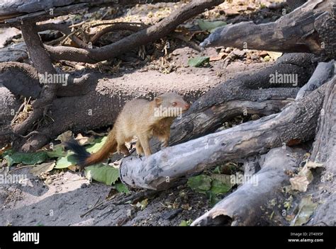 Common Slender Mongoose Schlankmanguste Mangouste Rouge Herpestes