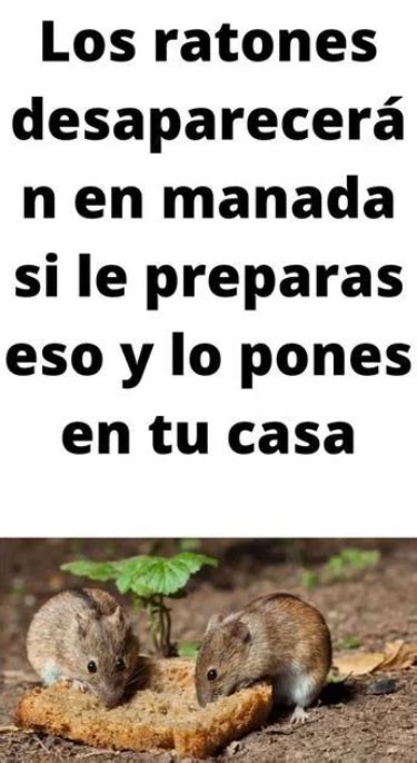 Estos Trucos De Casa Eliminan Definitivamente Los Ratones De Manera