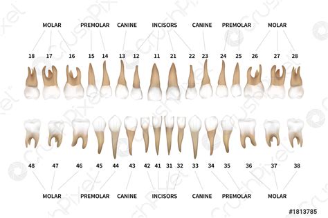 Human Dentition Full Infographic Chart With Teeth Numbers For Upper