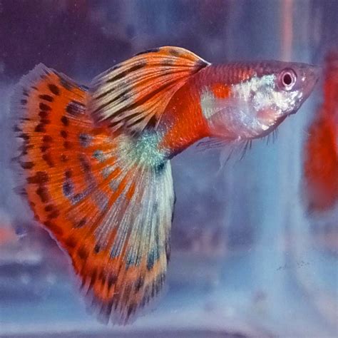 Live Fish Guppies Pink Halfmoon Mosaic Guppy Male Aquarium Central