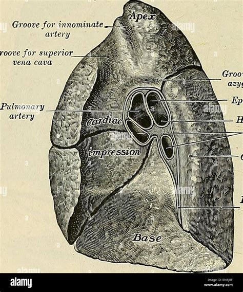 Anatomie descriptif et appliquée L anatomie 1188 LES ORGANES DE LA