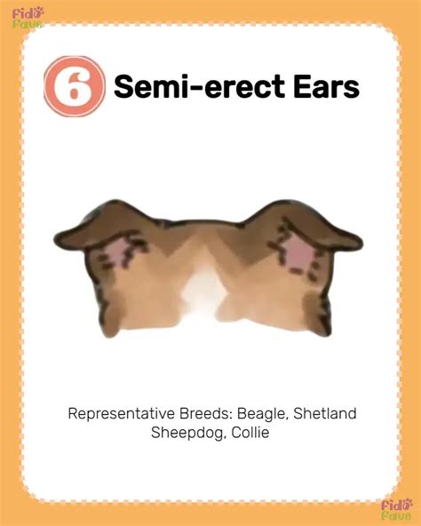 Dog Ear Types 8 Varieties And Breeds Gallery Posted By Fido Fave