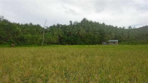 Mango And Coconut Farm For Sale In Atimonan Quezon Murang Farmland Sa