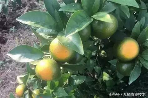 柑橘裂果的原因以及防治措施 每日頭條