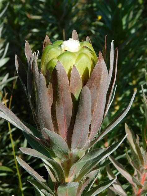 Green Sugarbush From Greyton Nature Reserve 7233 South Africa On May