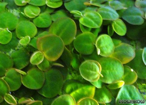 Phyllanthus fluitans - Red root floater - Flowgrow Aquatic Plant Database