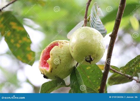 Frutos Maduros Da Goiaba Na árvore Um Fruto Consumido Pelas Aves