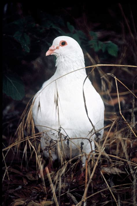 Rock Pigeon Columba Livia Wildlife Journal Junior