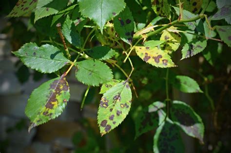 Sternru Tau An Rosen Erkennen Bek Mpfen Plantura