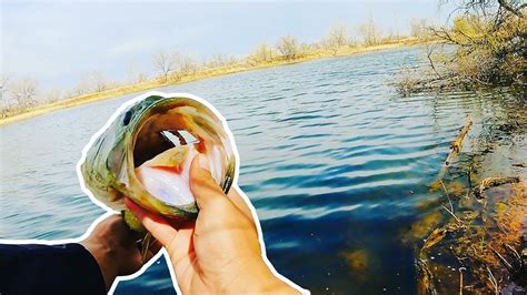 Spring Fishing For Big Bucket Largemouth Bass In Super Shallow Ponds On