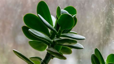 Árbol de jade Esta es la mezcla potente que ayuda a activar la