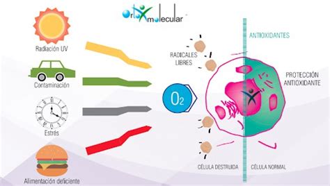 Oxidaci N Celular Medicina Y Nutricion Ortomolecular