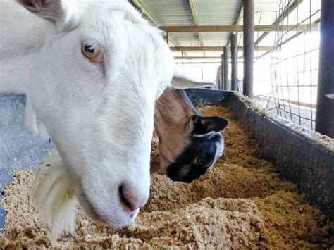 Going Against The Grain: FDA Threatens Brewers' Feed For Farmers : The ...