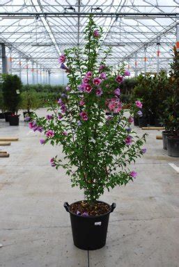 Hibiscus Flower Tower Purple Meerstammig C Altheastruik