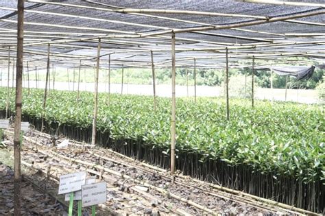 Kkp Tanam Bibit Mangrove Cegah Abrasi Di Sumenep Jatim