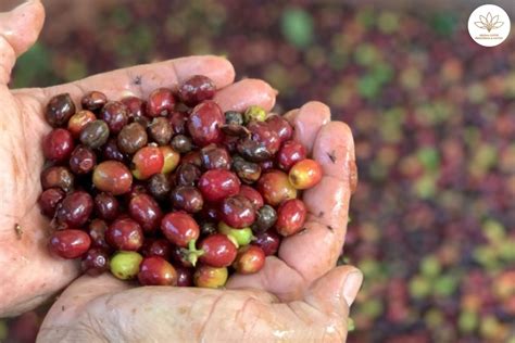 Comunidades Indígenas Productoras De Café En Colombia Helena Coffee